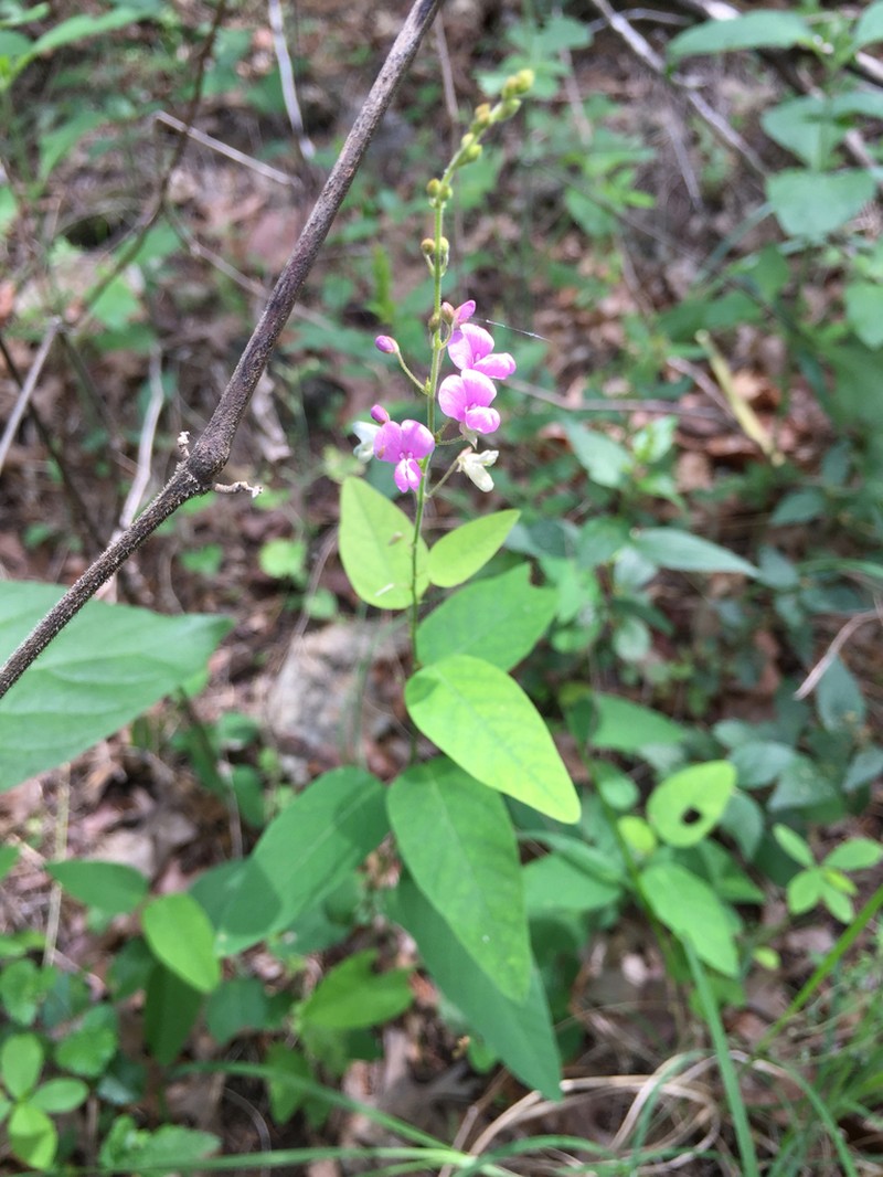 Simpleleaf Ticktrefoil photo 5