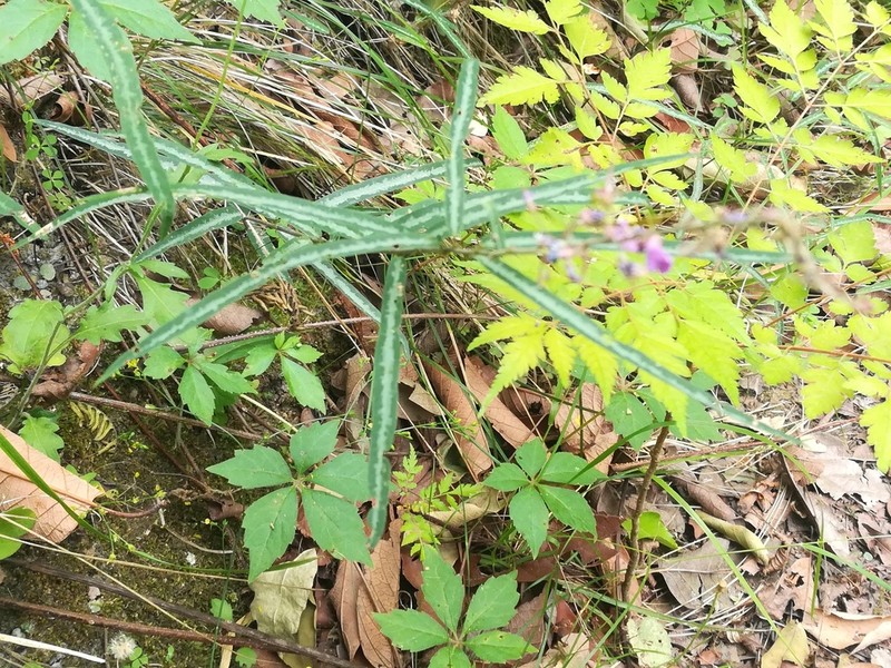 Simpleleaf Ticktrefoil photo 6