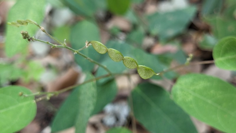 Simpleleaf Ticktrefoil photo 7