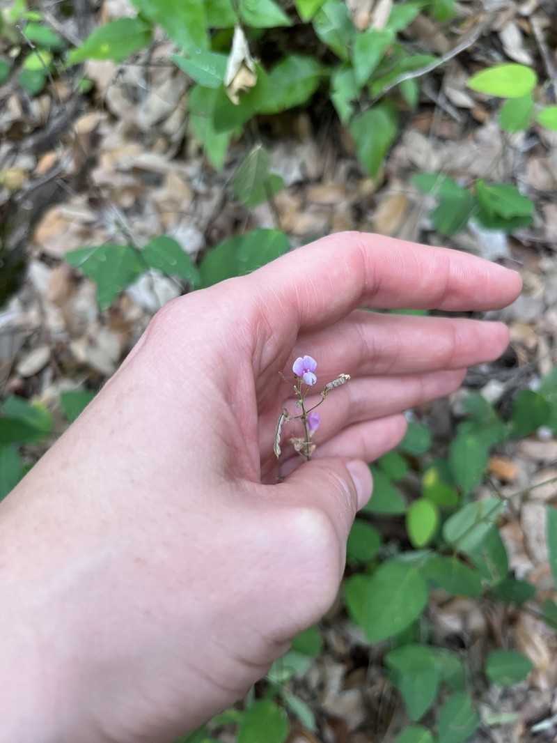 Simpleleaf Ticktrefoil photo 8