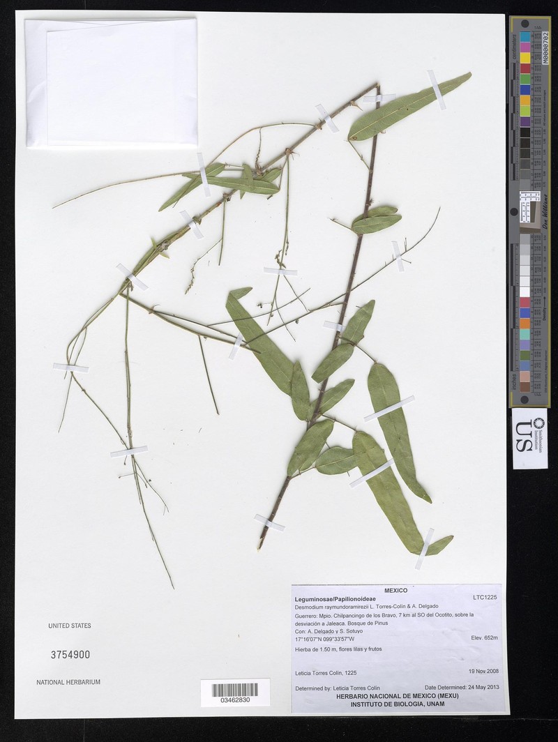 Desmodium raymundoramirezii