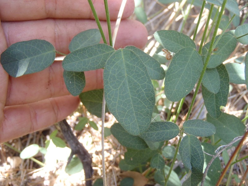 Santa Rita Mountain Ticktrefoil