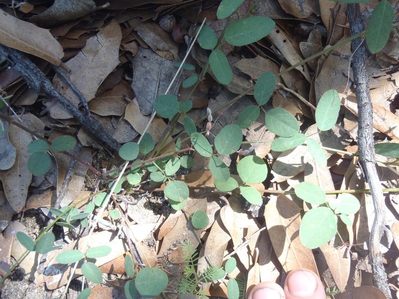 Santa Rita Mountain Ticktrefoil photo 2