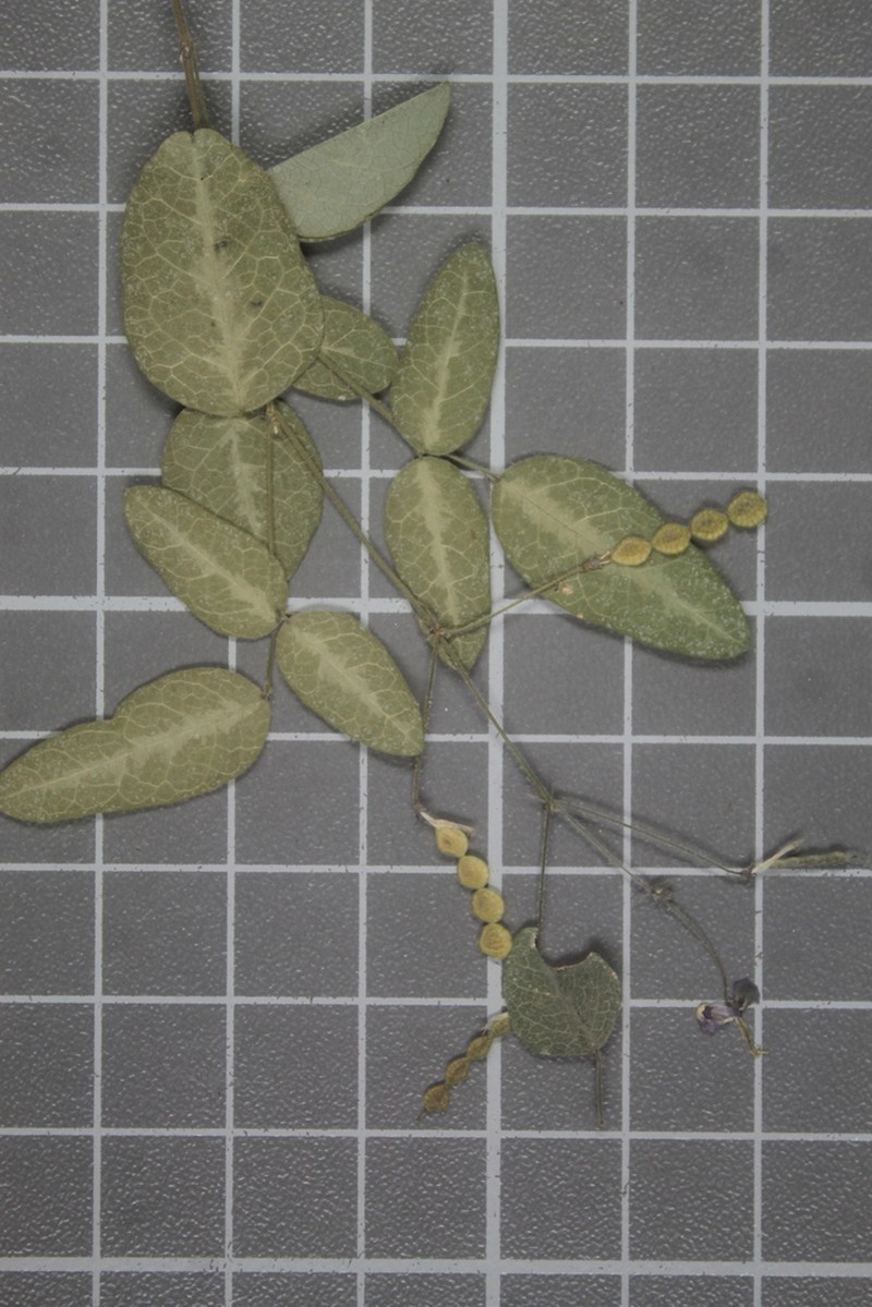 Santa Rita Mountain Ticktrefoil photo 3