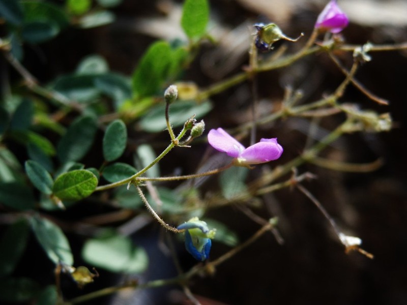 Santa Rita Mountain Ticktrefoil photo 4