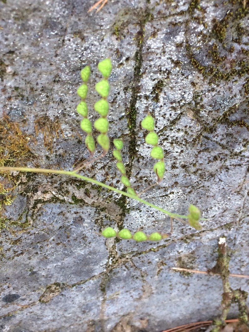 Santa Rita Mountain Ticktrefoil photo 5