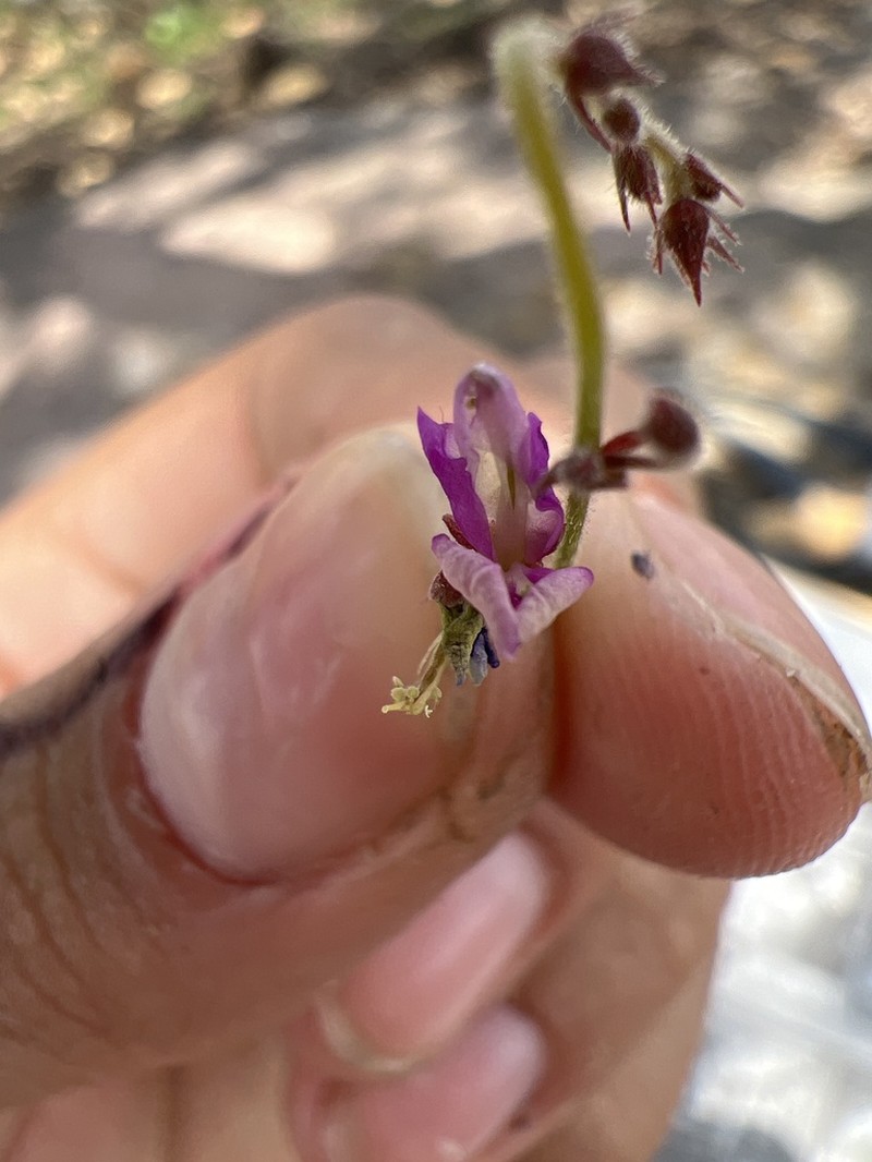 Santa Rita Mountain Ticktrefoil photo 6