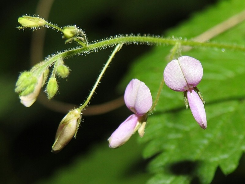 Santa Rita Mountain Ticktrefoil photo 7