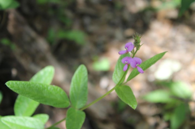 Santa Rita Mountain Ticktrefoil photo 8