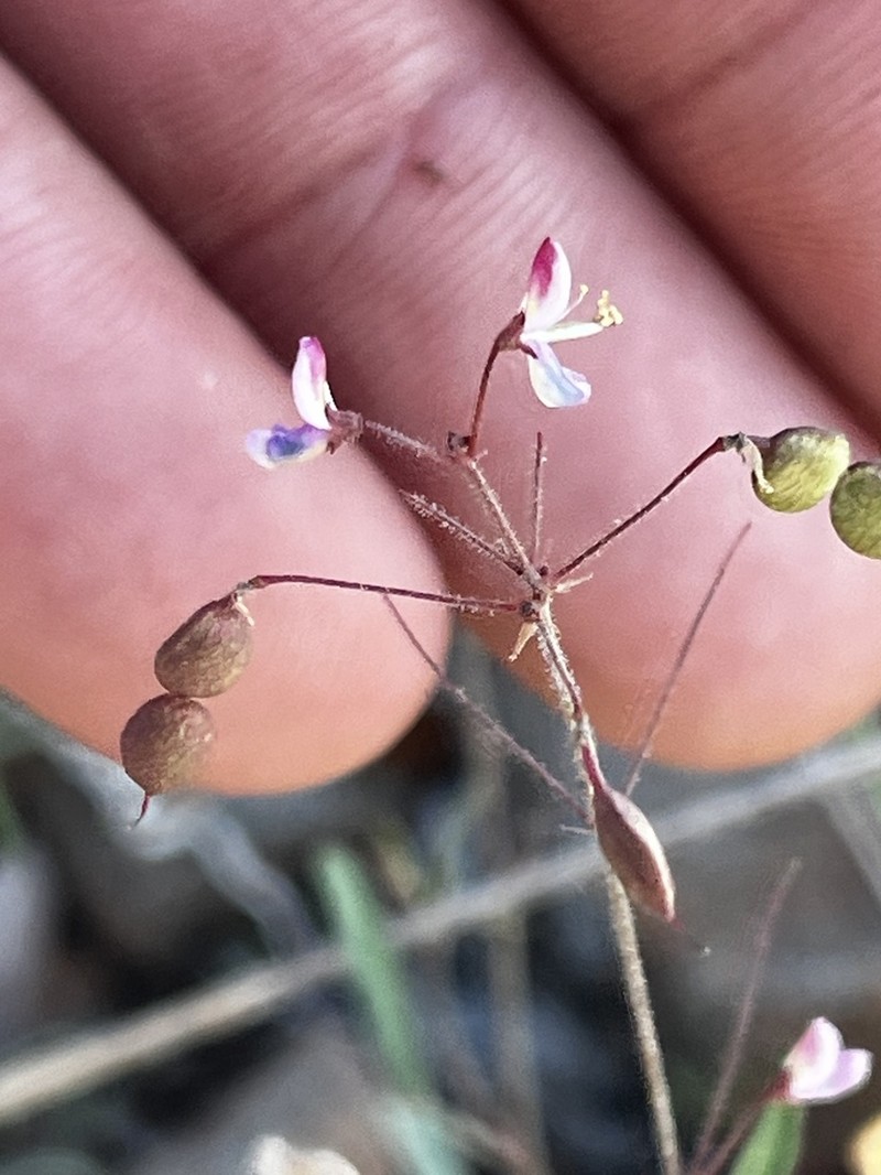 Rose's Ticktrefoil
