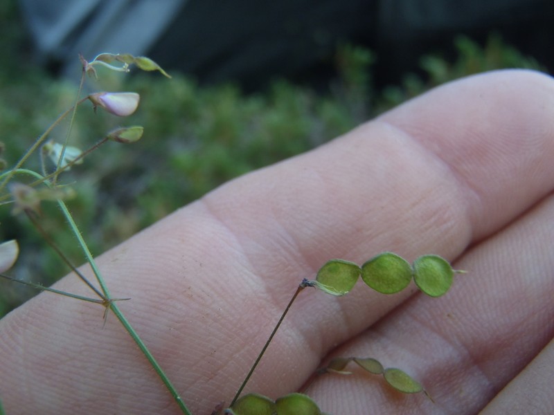 Rose's Ticktrefoil photo 2