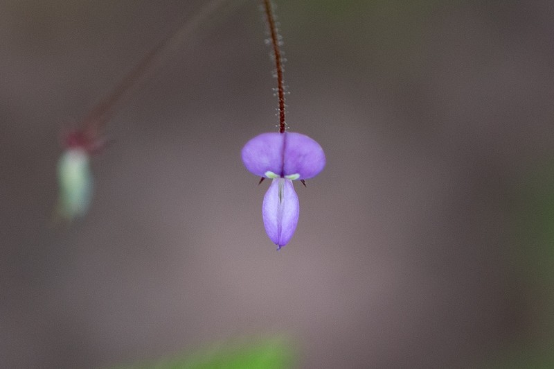 Rose's Ticktrefoil photo 3