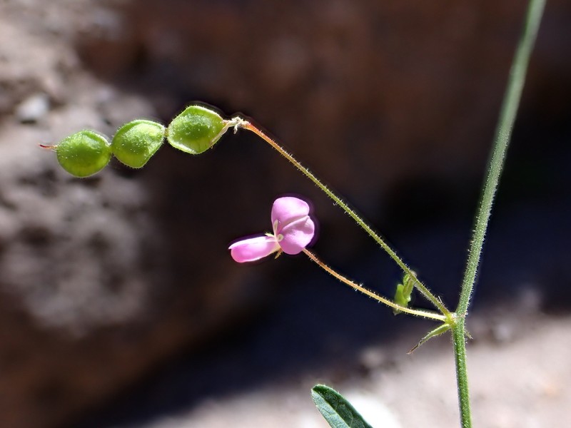 Rose's Ticktrefoil photo 5