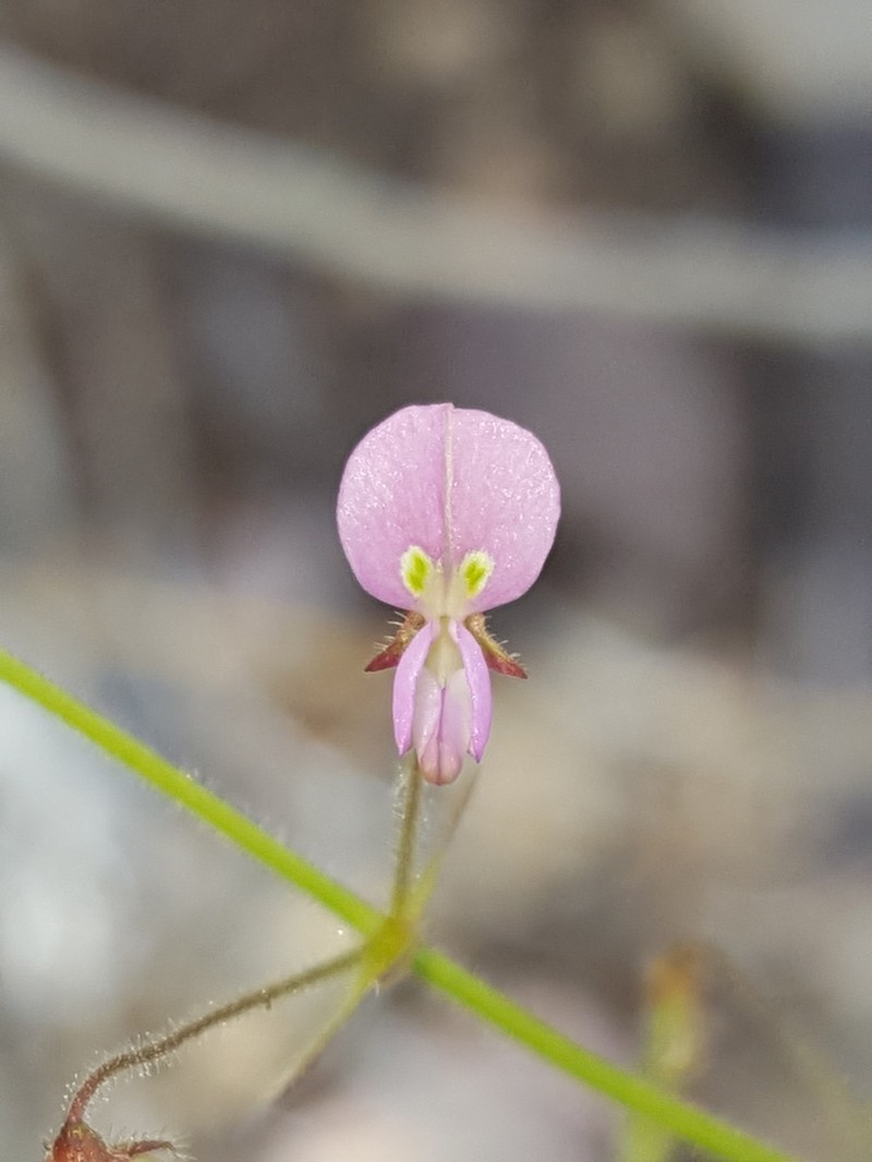 Rose's Ticktrefoil photo 8