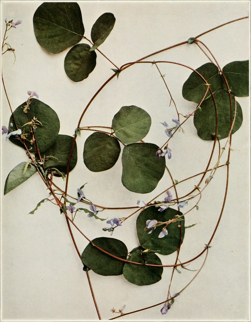 Prostrate Ticktrefoil