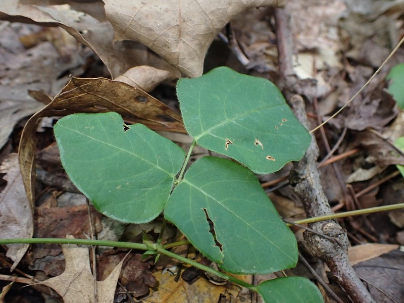 Prostrate Ticktrefoil