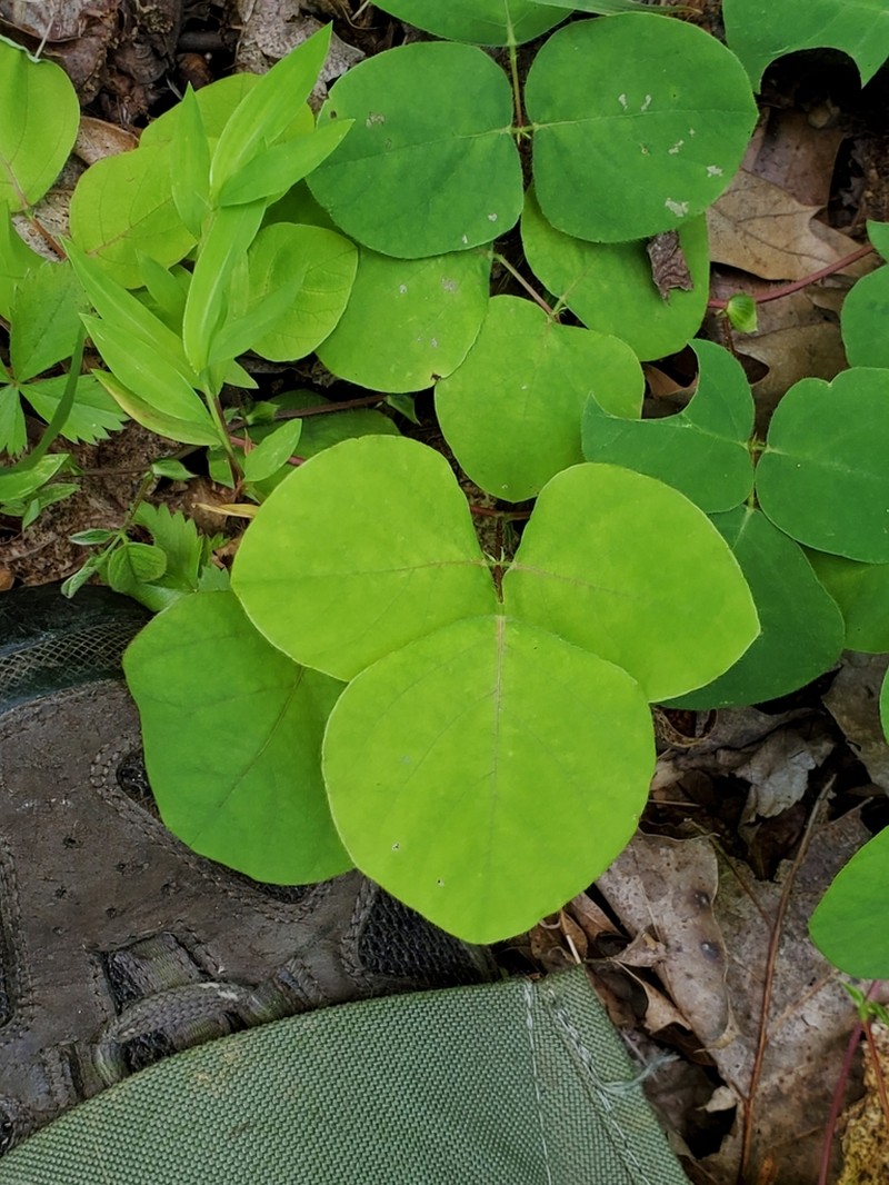 Prostrate Ticktrefoil photo 2
