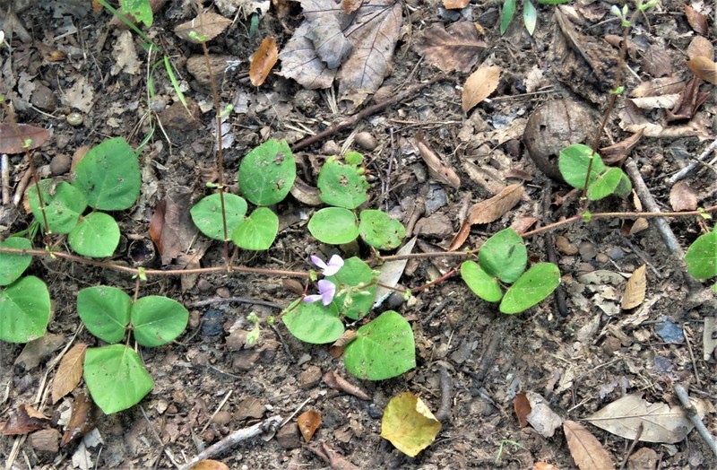 Prostrate Ticktrefoil photo 3
