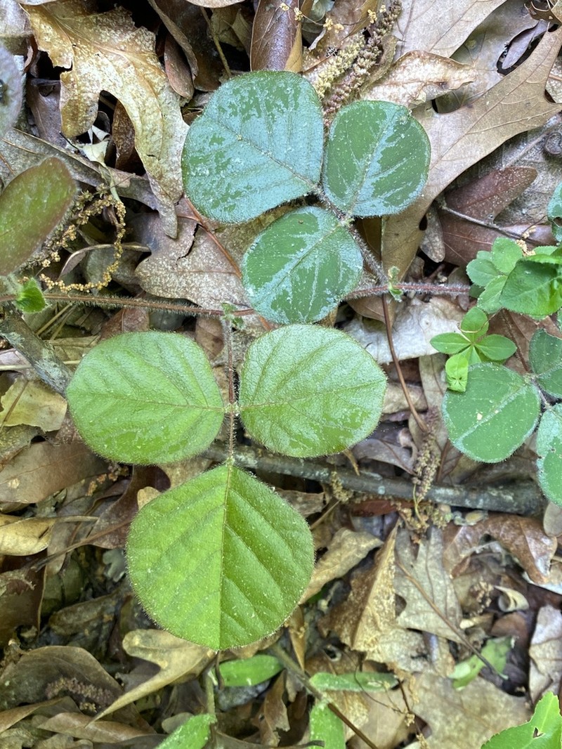 Prostrate Ticktrefoil photo 4