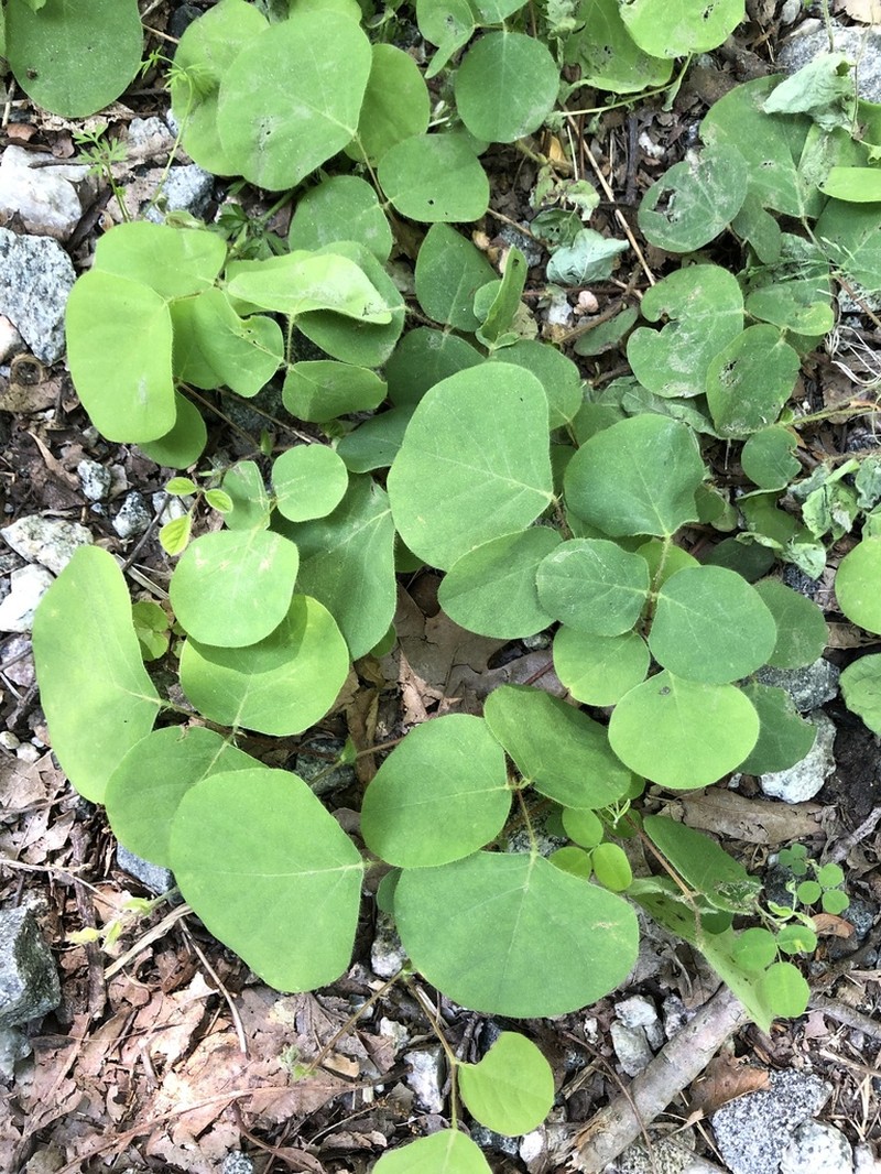 Prostrate Ticktrefoil photo 5