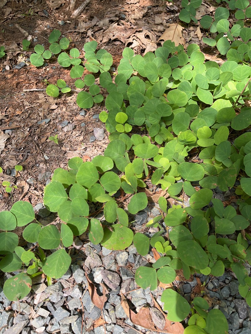 Prostrate Ticktrefoil photo 6
