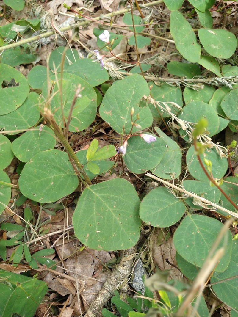 Prostrate Ticktrefoil photo 7
