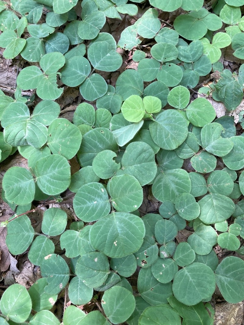 Prostrate Ticktrefoil photo 8