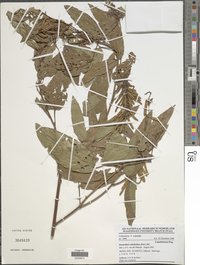Desmodium salicifolium