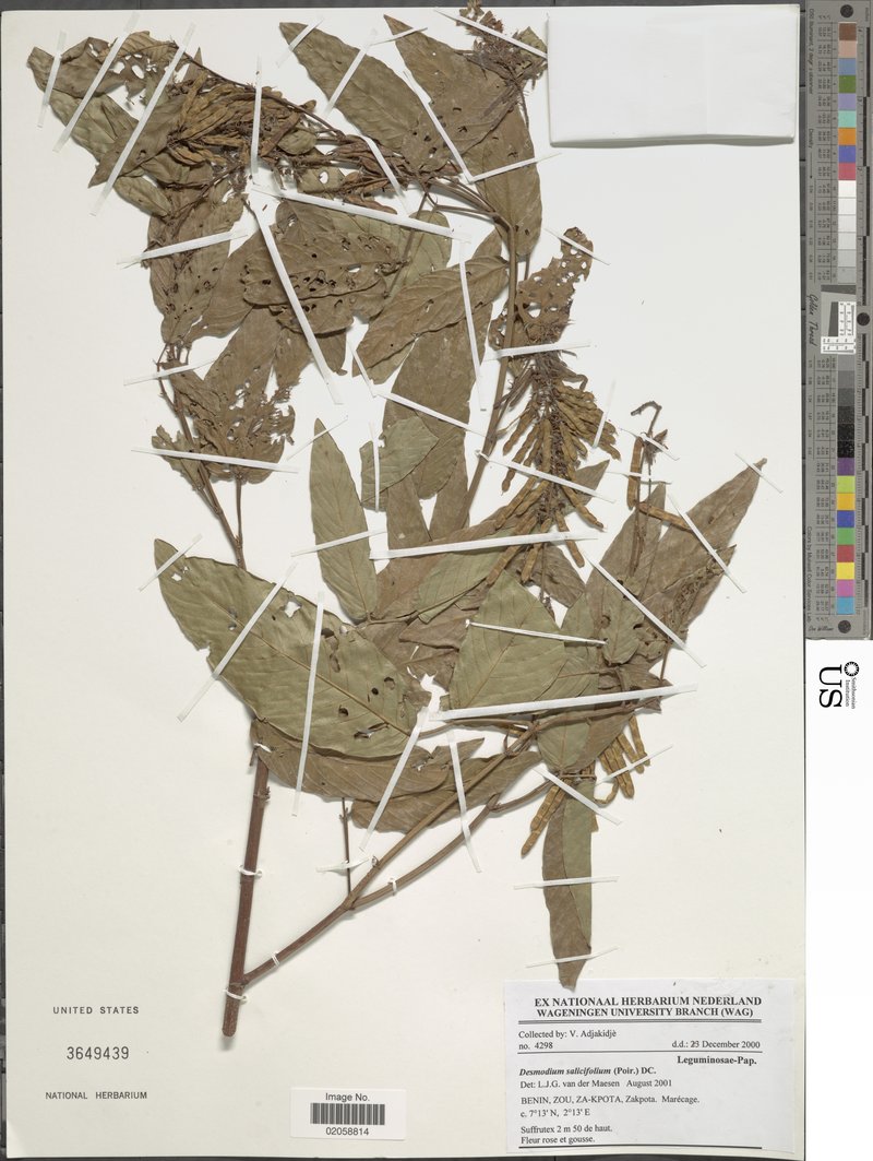 Desmodium salicifolium