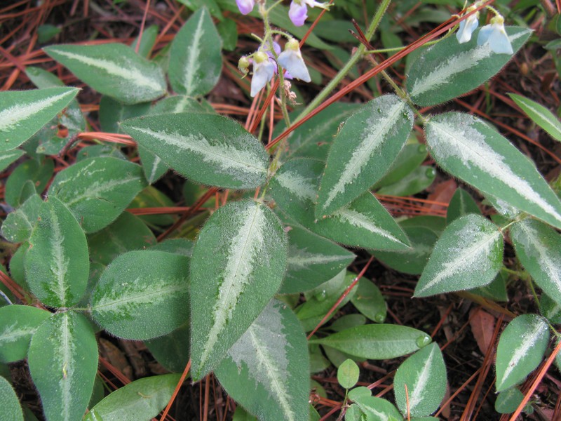 Hawai'I Ticktrefoil