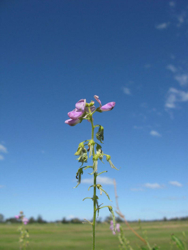 Hawai'I Ticktrefoil photo 2
