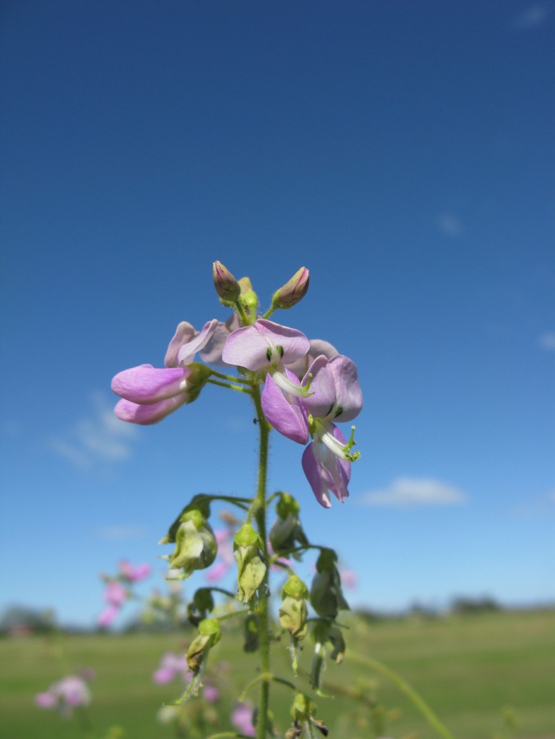 Hawai'I Ticktrefoil photo 3