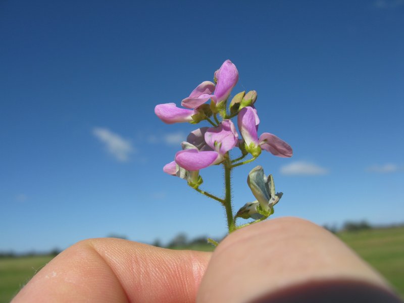 Hawai'I Ticktrefoil photo 4