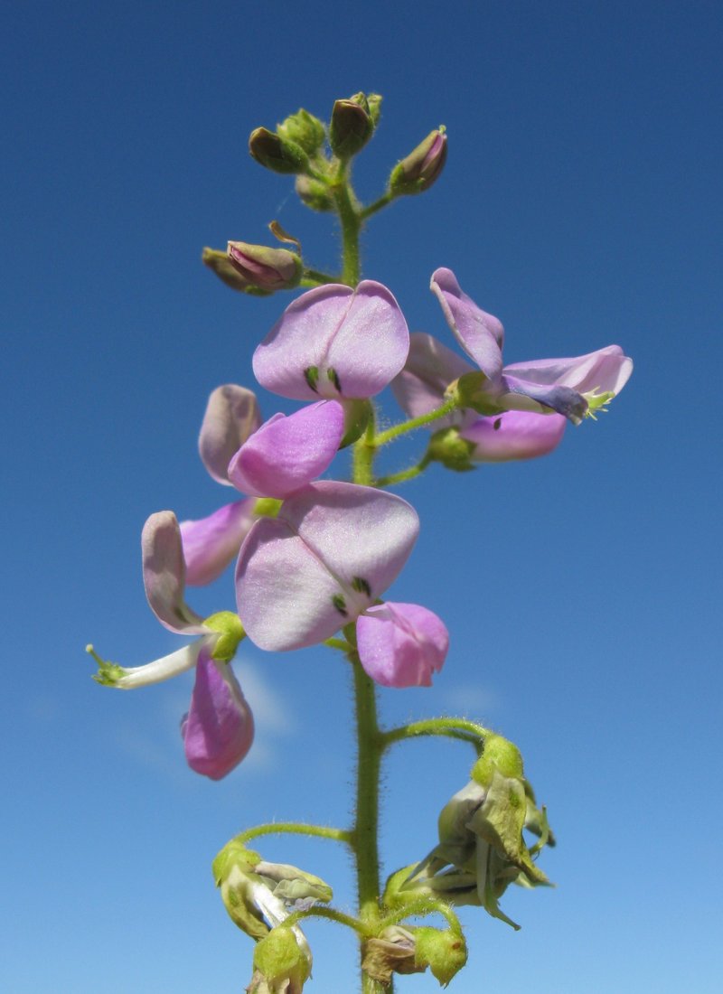 Hawai'I Ticktrefoil photo 5