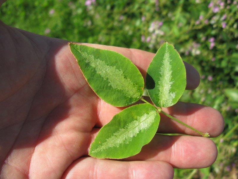 Hawai'I Ticktrefoil photo 8