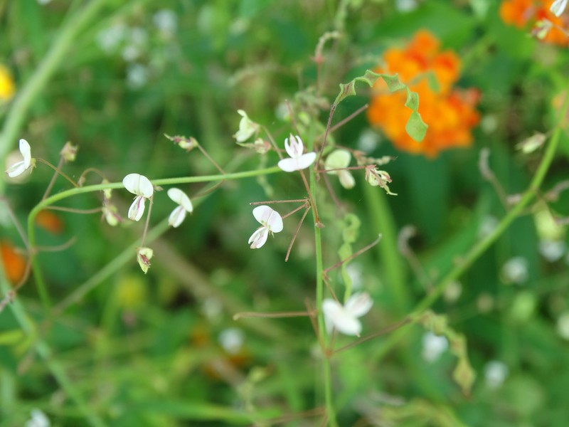 Sonoran Ticktrefoil photo 2