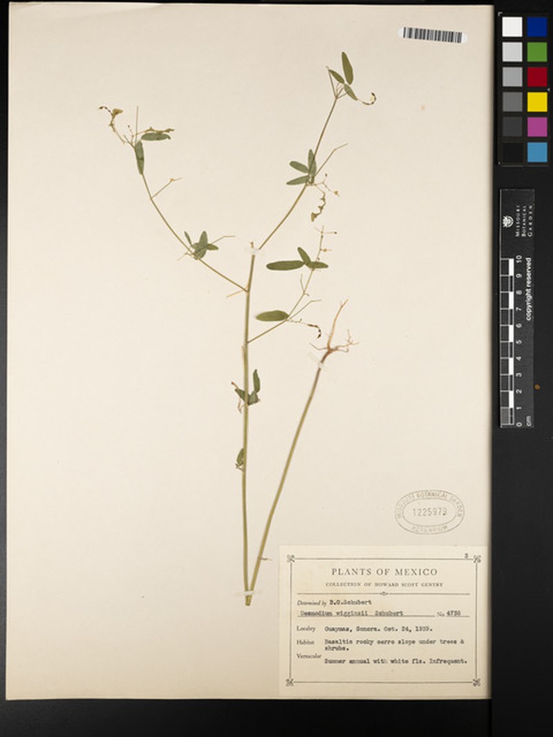 Sonoran Ticktrefoil photo 3