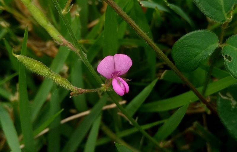 Scorpion Ticktrefoil