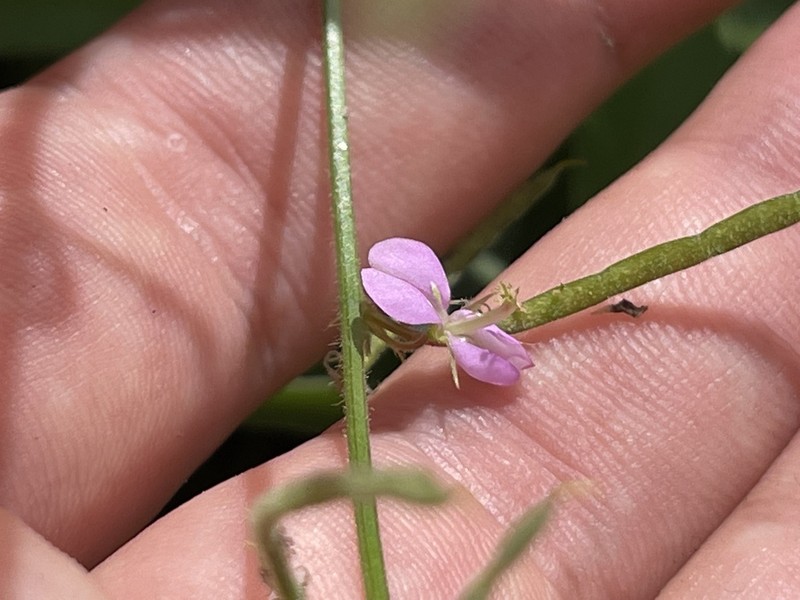 Scorpion Ticktrefoil photo 2
