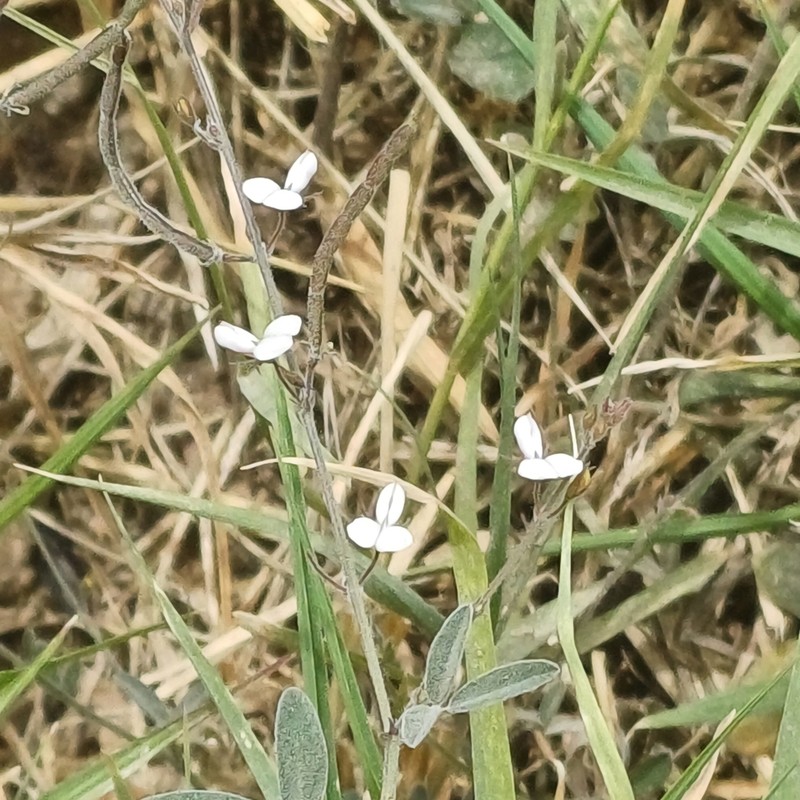 Scorpion Ticktrefoil photo 3