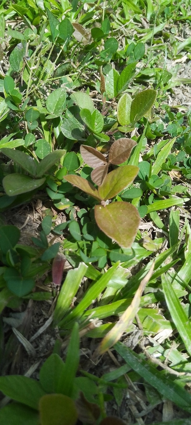 Scorpion Ticktrefoil photo 4
