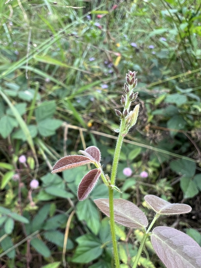 Scorpion Ticktrefoil photo 5