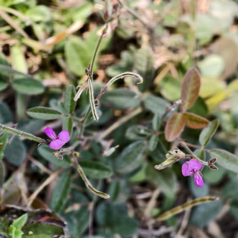 Scorpion Ticktrefoil photo 7