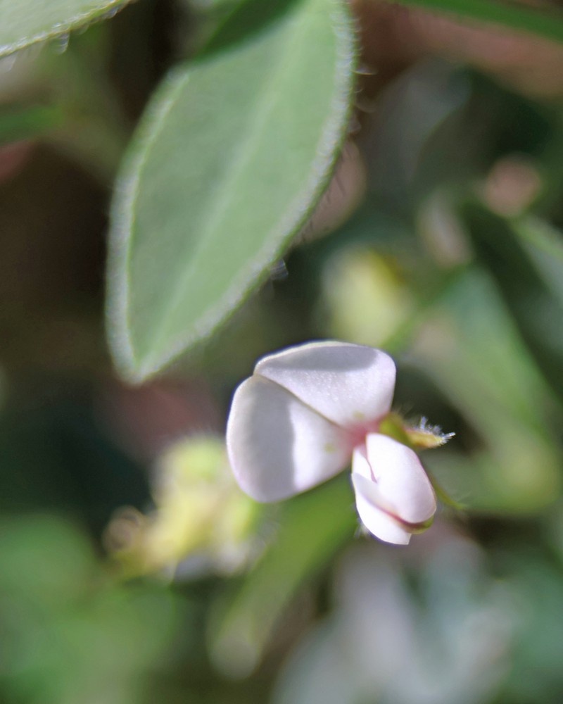 Scorpion Ticktrefoil photo 8