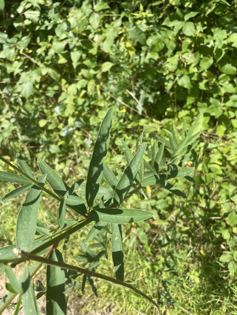 Sessileleaf Ticktrefoil