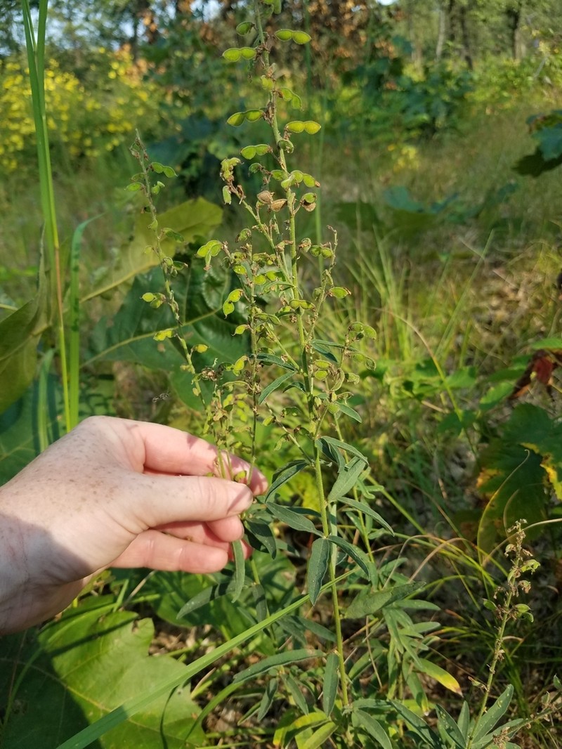 Sessileleaf Ticktrefoil photo 2