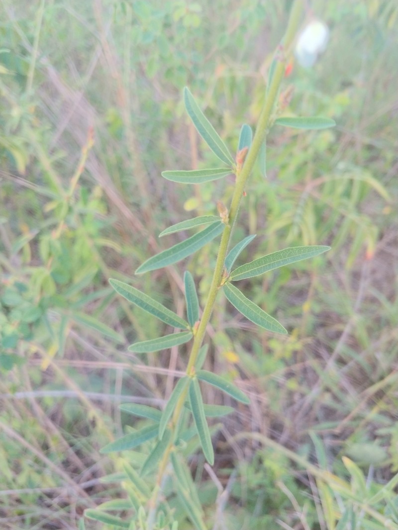 Sessileleaf Ticktrefoil photo 3