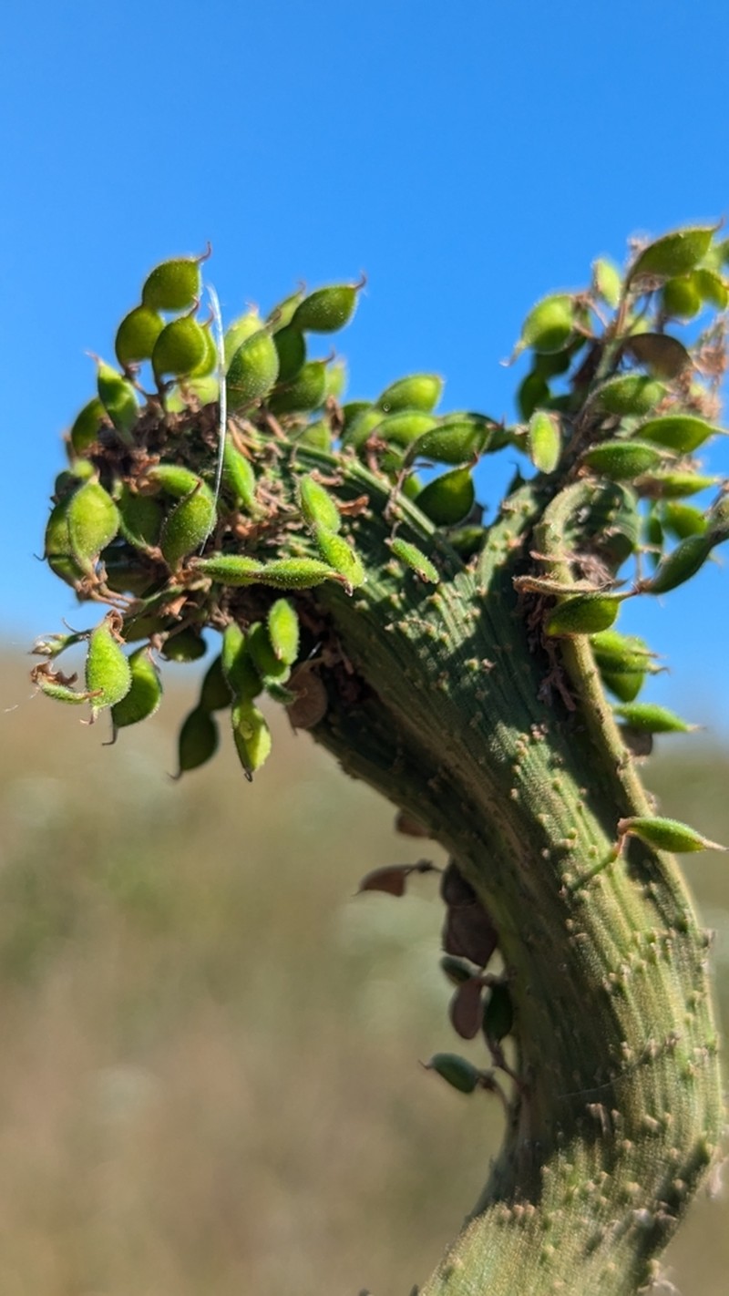 Sessileleaf Ticktrefoil photo 4