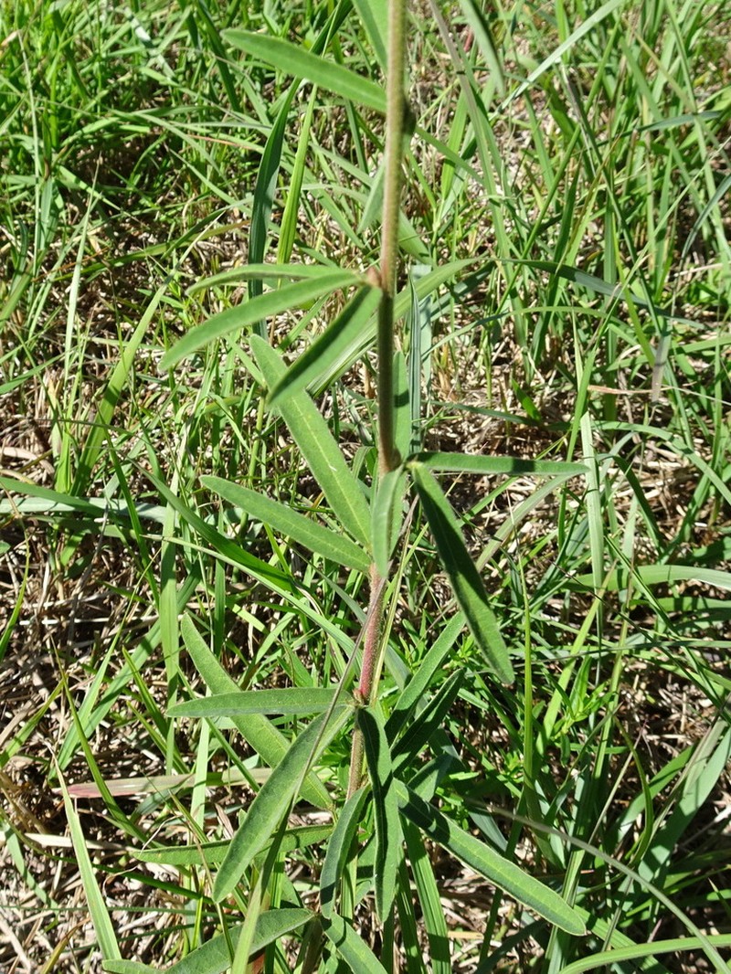 Sessileleaf Ticktrefoil photo 5