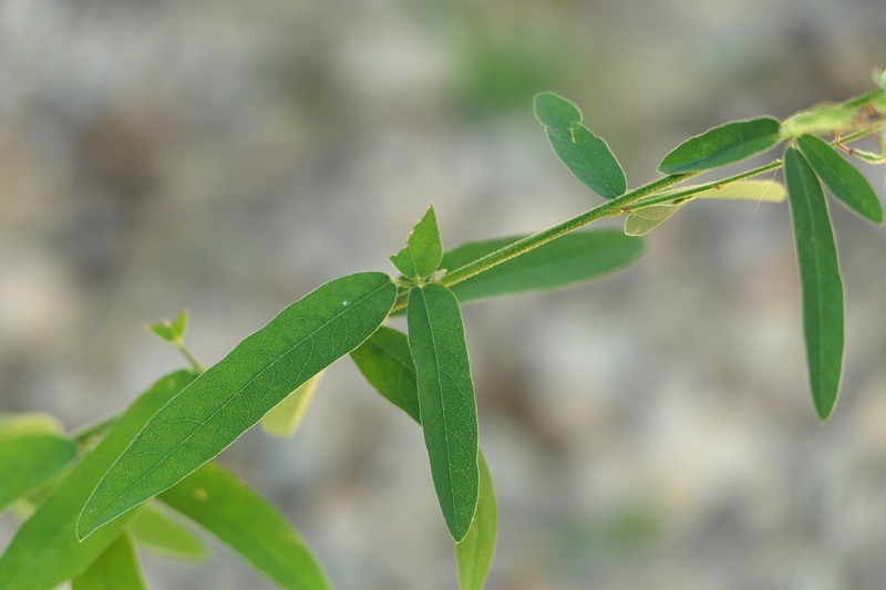 Sessileleaf Ticktrefoil photo 6